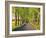 Lime tree alley, Mecklenburg Lake District, Germany-Frank Krahmer-Framed Giclee Print