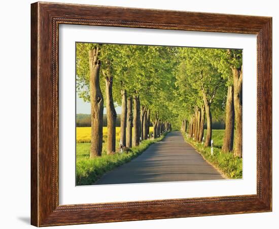 Lime tree alley, Mecklenburg Lake District, Germany-Frank Krahmer-Framed Giclee Print