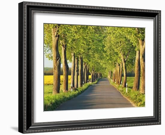 Lime tree alley, Mecklenburg Lake District, Germany-Frank Krahmer-Framed Giclee Print