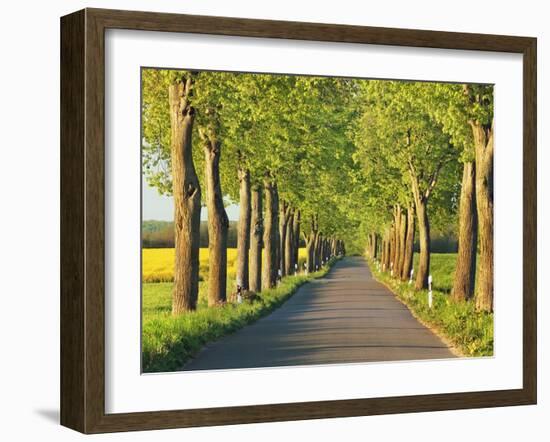 Lime tree alley, Mecklenburg Lake District, Germany-Frank Krahmer-Framed Giclee Print