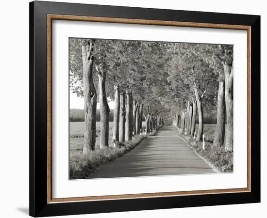 Lime tree alley, Mecklenburg Lake District, Germany-Frank Krahmer-Framed Giclee Print