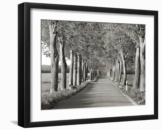 Lime tree alley, Mecklenburg Lake District, Germany-Frank Krahmer-Framed Giclee Print