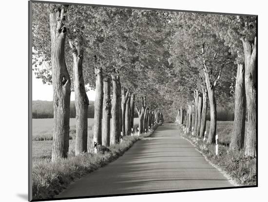 Lime tree alley, Mecklenburg Lake District, Germany-Frank Krahmer-Mounted Giclee Print