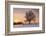 Lime Tree at Sunset in Winter, Esslingen Am Neckar, Baden-Wurttemberg, Germany, Europe-Markus Lange-Framed Photographic Print