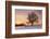 Lime Tree at Sunset in Winter, Esslingen Am Neckar, Baden-Wurttemberg, Germany, Europe-Markus Lange-Framed Photographic Print