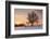 Lime Tree at Sunset in Winter, Esslingen Am Neckar, Baden-Wurttemberg, Germany, Europe-Markus Lange-Framed Photographic Print