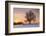 Lime Tree at Sunset in Winter, Esslingen Am Neckar, Baden-Wurttemberg, Germany, Europe-Markus Lange-Framed Photographic Print