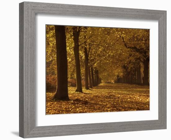 Lime Tree Avenue in Autumn Colours, Clumber Park, Worksop, Nottinghamshire, England, United Kingdom-Neale Clarke-Framed Photographic Print