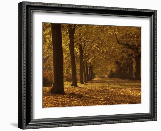 Lime Tree Avenue in Autumn Colours, Clumber Park, Worksop, Nottinghamshire, England, United Kingdom-Neale Clarke-Framed Photographic Print