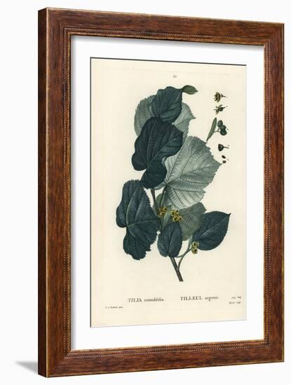 Lime Tree, Tilia Rotundifolia. Handcoloured Stipple Engraving by Moret after an Illustration by Pie-Pierre-Joseph Redouté-Framed Giclee Print