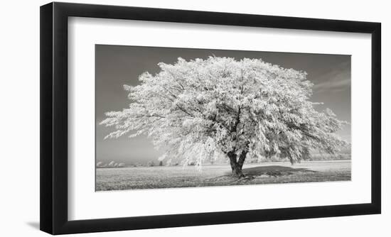 Lime tree with frost, Bavaria, Germany-Frank Krahmer-Framed Giclee Print