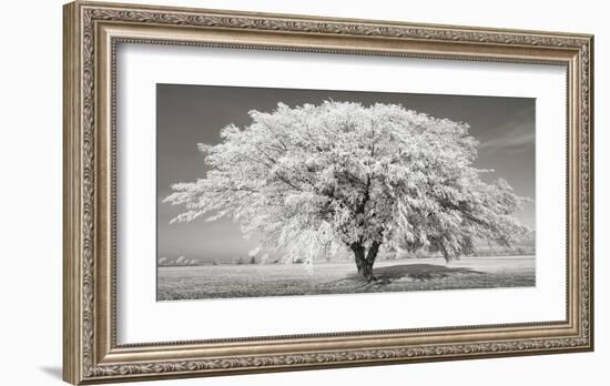 Lime tree with frost, Bavaria, Germany-Frank Krahmer-Framed Giclee Print