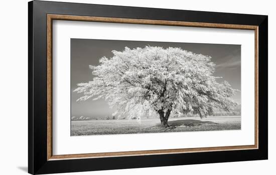 Lime tree with frost, Bavaria, Germany-Frank Krahmer-Framed Giclee Print