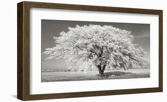 Lime tree with frost, Bavaria, Germany-Frank Krahmer-Framed Giclee Print