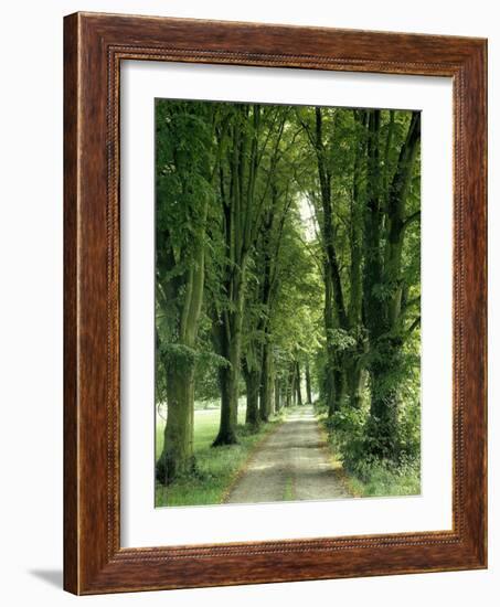 Lime Trees, Avenue, Way-Thonig-Framed Photographic Print