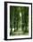 Lime Trees, Avenue, Way-Thonig-Framed Photographic Print