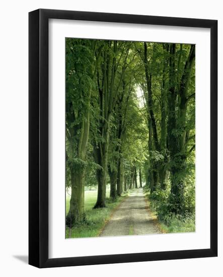 Lime Trees, Avenue, Way-Thonig-Framed Photographic Print