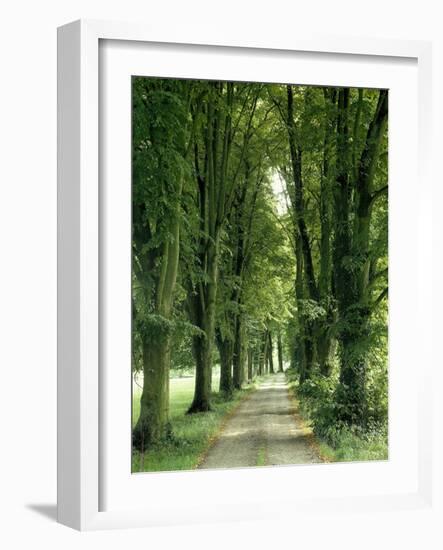 Lime Trees, Avenue, Way-Thonig-Framed Photographic Print