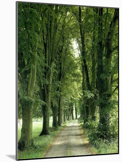 Lime Trees, Avenue, Way-Thonig-Mounted Photographic Print