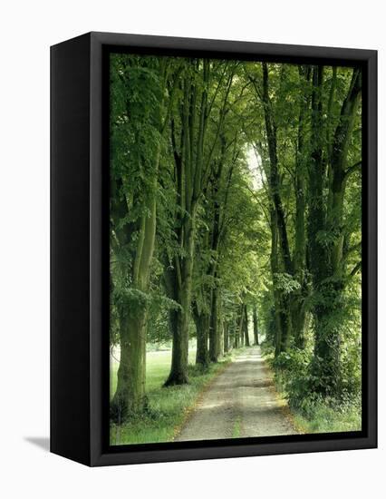 Lime Trees, Avenue, Way-Thonig-Framed Premier Image Canvas