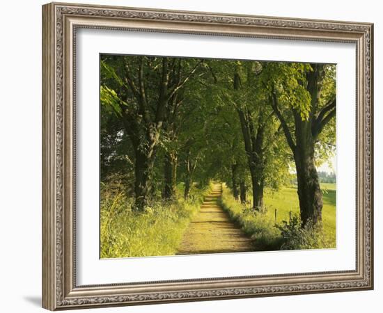 Lime Trees, Avenue-Thonig-Framed Photographic Print