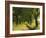 Lime Trees, Avenue-Thonig-Framed Photographic Print