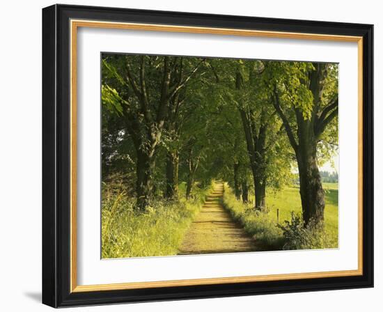 Lime Trees, Avenue-Thonig-Framed Photographic Print