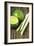 Limes And Lemongrass-Veronique Leplat-Framed Photographic Print