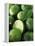 Limes, Several Whole and One Halved-Vladimir Shulevsky-Framed Premier Image Canvas