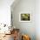 Limes, Two Whole and One Halved in a Small Basket-Eising Studio - Food Photo and Video-Framed Photographic Print displayed on a wall