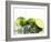 Limes with Splashing Water-Michael L?ffler-Framed Photographic Print