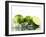 Limes with Splashing Water-Michael L?ffler-Framed Photographic Print