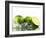 Limes with Splashing Water-Michael L?ffler-Framed Photographic Print