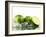 Limes with Splashing Water-Michael L?ffler-Framed Photographic Print