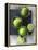 Limes-Jan-peter Westermann-Framed Premier Image Canvas