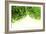 Limes-Carrie Webster-Framed Photographic Print