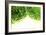 Limes-Carrie Webster-Framed Photographic Print