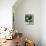 Limes-Jan-peter Westermann-Mounted Photographic Print displayed on a wall
