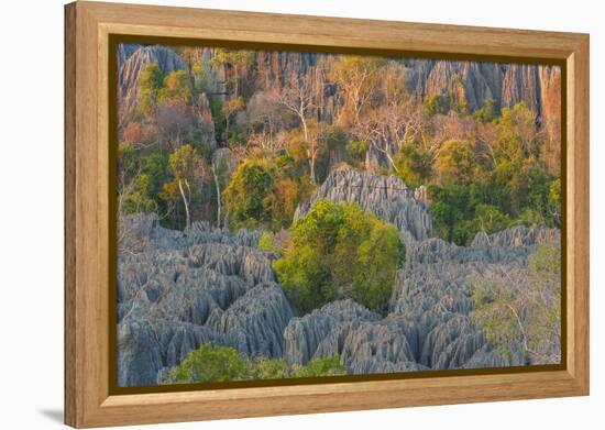 Limestone formations, Tsingy de Bemaraha Strict Nature Reserve, Madagascar-Art Wolfe-Framed Premier Image Canvas