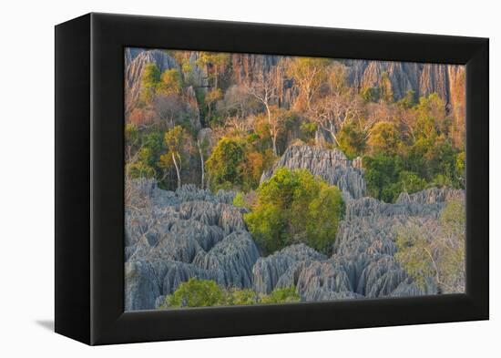 Limestone formations, Tsingy de Bemaraha Strict Nature Reserve, Madagascar-Art Wolfe-Framed Premier Image Canvas