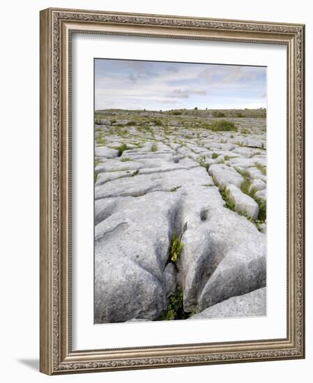 Limestone Pavement, the Burren, County Clare, Munster, Republic of Ireland-Gary Cook-Framed Photographic Print