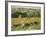 Limetz Meadow, 1887-Claude Monet-Framed Giclee Print