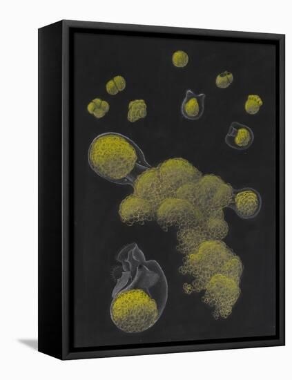 Limnias Melicerta: Rotifer-Philip Henry Gosse-Framed Premier Image Canvas