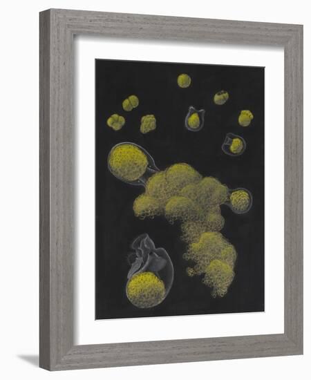 Limnias Melicerta: Rotifer-Philip Henry Gosse-Framed Giclee Print