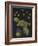 Limnias Melicerta: Rotifer-Philip Henry Gosse-Framed Giclee Print