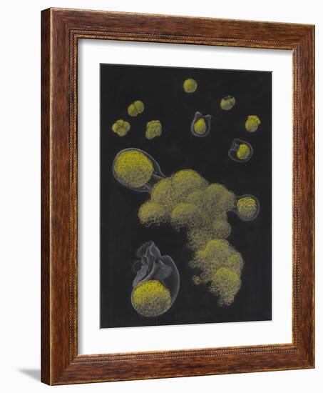 Limnias Melicerta: Rotifer-Philip Henry Gosse-Framed Giclee Print