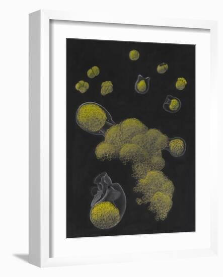 Limnias Melicerta: Rotifer-Philip Henry Gosse-Framed Giclee Print