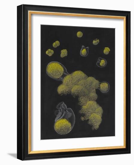 Limnias Melicerta: Rotifer-Philip Henry Gosse-Framed Giclee Print