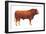 Limousin Bull, Beef Cattle, Mammals-Encyclopaedia Britannica-Framed Art Print