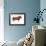 Limousin Bull, Beef Cattle, Mammals-Encyclopaedia Britannica-Framed Art Print displayed on a wall